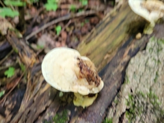 Loweomyces fractipes