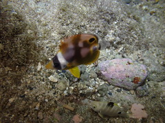 Chaetodon lunula