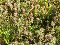 Thymus serpyllum
