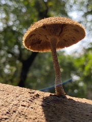 Lentinus