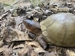 Terrapene carolina triunguis