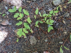 Symphoricarpos mollis