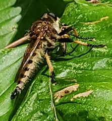 Promachus rufipes
