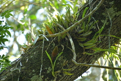 Sittasomus griseicapillus