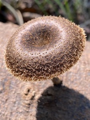 Lentinus