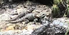 Sceloporus torquatus binocularis