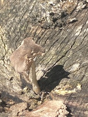 Pluteus cervinus