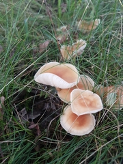 Marasmius oreades