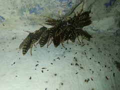 Polistes