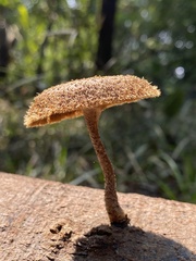 Lentinus