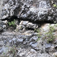 Sceloporus torquatus binocularis