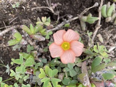 Oxalis obtusa