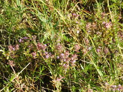 Thymus serpyllum