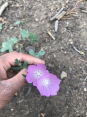 Sidalcea glaucescens