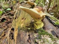 Loweomyces fractipes