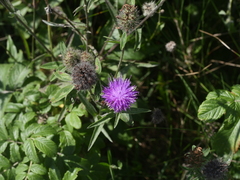 Centaurea nigra
