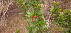 Fuchsia lycioides