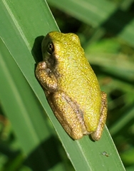 Hyla