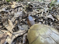 Terrapene carolina triunguis
