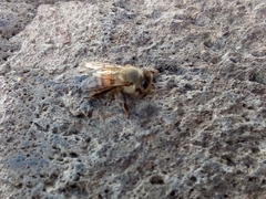 Apis mellifera