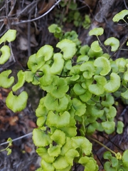 Adiantum chilense
