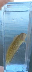 Salaria pavo