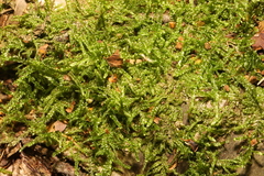 Hypnum jutlandicum