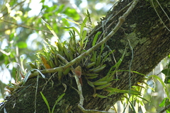 Sittasomus griseicapillus