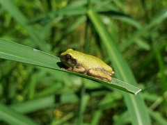 Hyla