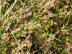 Thymus serpyllum