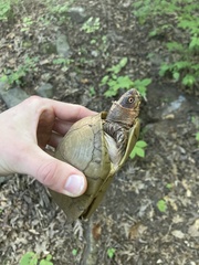 Terrapene carolina triunguis