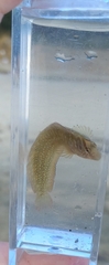 Salaria pavo