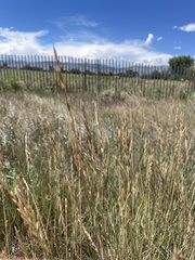 Festuca