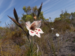 Gladiolus debilis