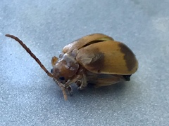 Monocesta coryli