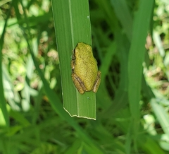 Hyla