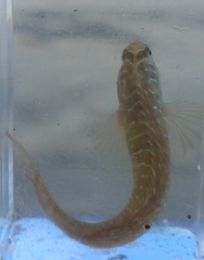 Salaria pavo