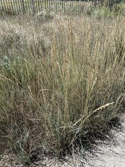 Festuca