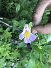 Erythranthe erubescens