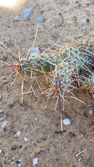 Opuntia fragilis