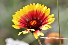 Gaillardia