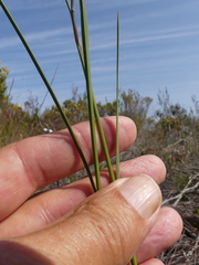 Gladiolus debilis