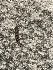 Tarentola mauritanica