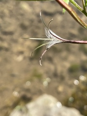 Epilobium coloratum