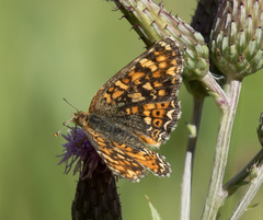 Phyciodes pulchella