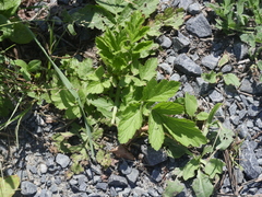 Geum