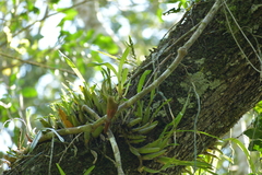 Sittasomus griseicapillus