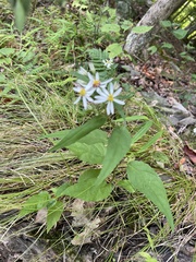 Eurybia divaricata