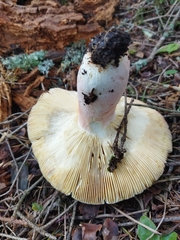 Russula xerampelina
