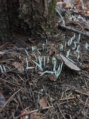 Clavaria fragilis